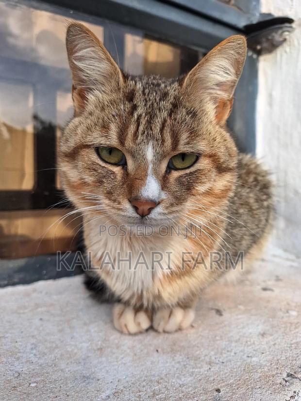 6-12 months Male Purebred Tabby - thumbnail 11