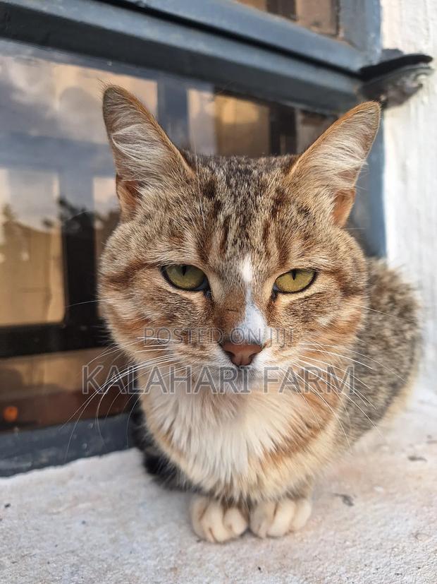 6-12 months Male Purebred Tabby - thumbnail 12