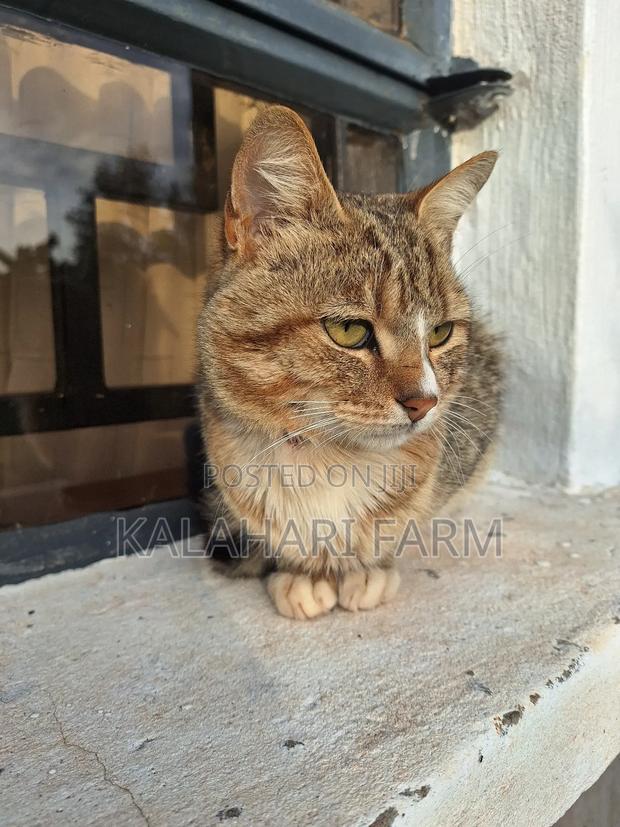 6-12 months Male Purebred Tabby - thumbnail 13