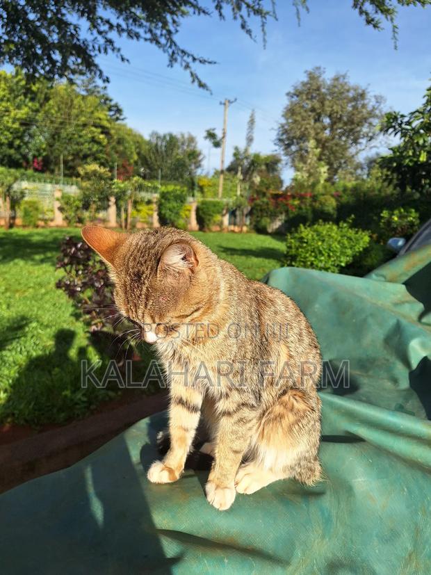 6-12 months Male Purebred Tabby - thumbnail 14