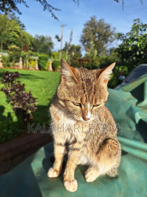 6-12 months Male Purebred Tabby - thumbnail 15