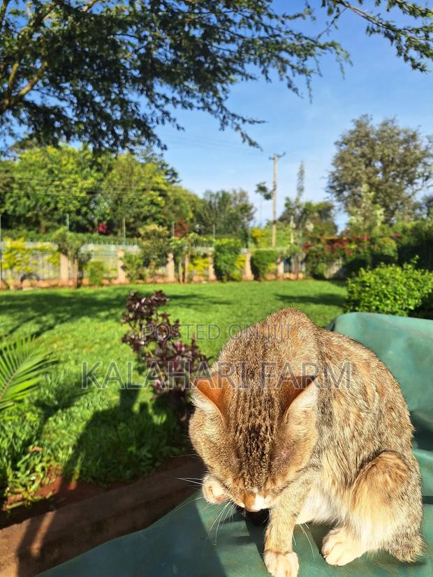 6-12 months Male Purebred Tabby - thumbnail 16