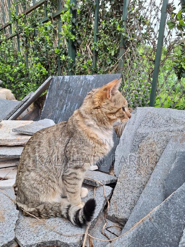 6-12 months Male Purebred Tabby - thumbnail 17