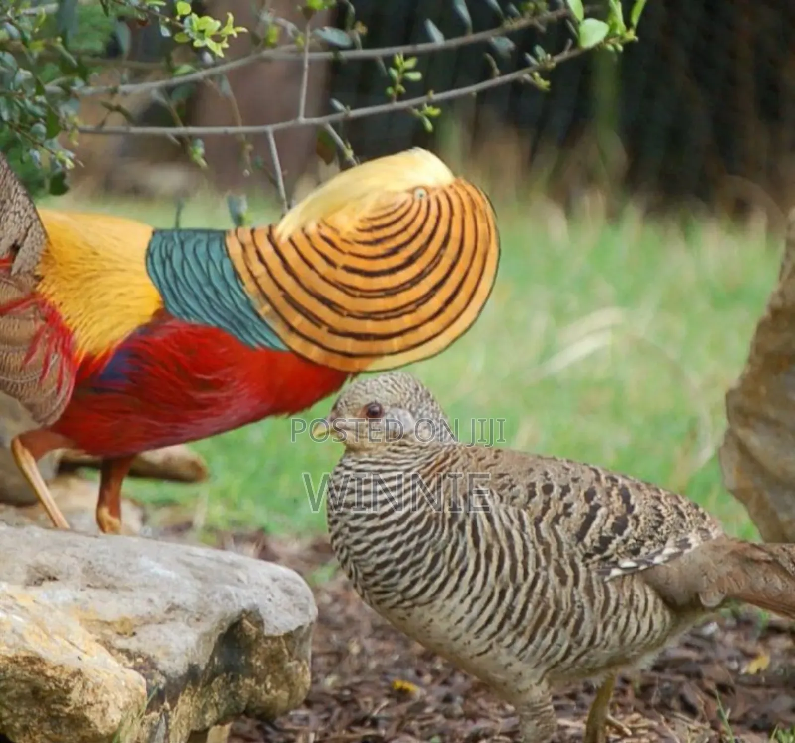 Red Golden Phesants