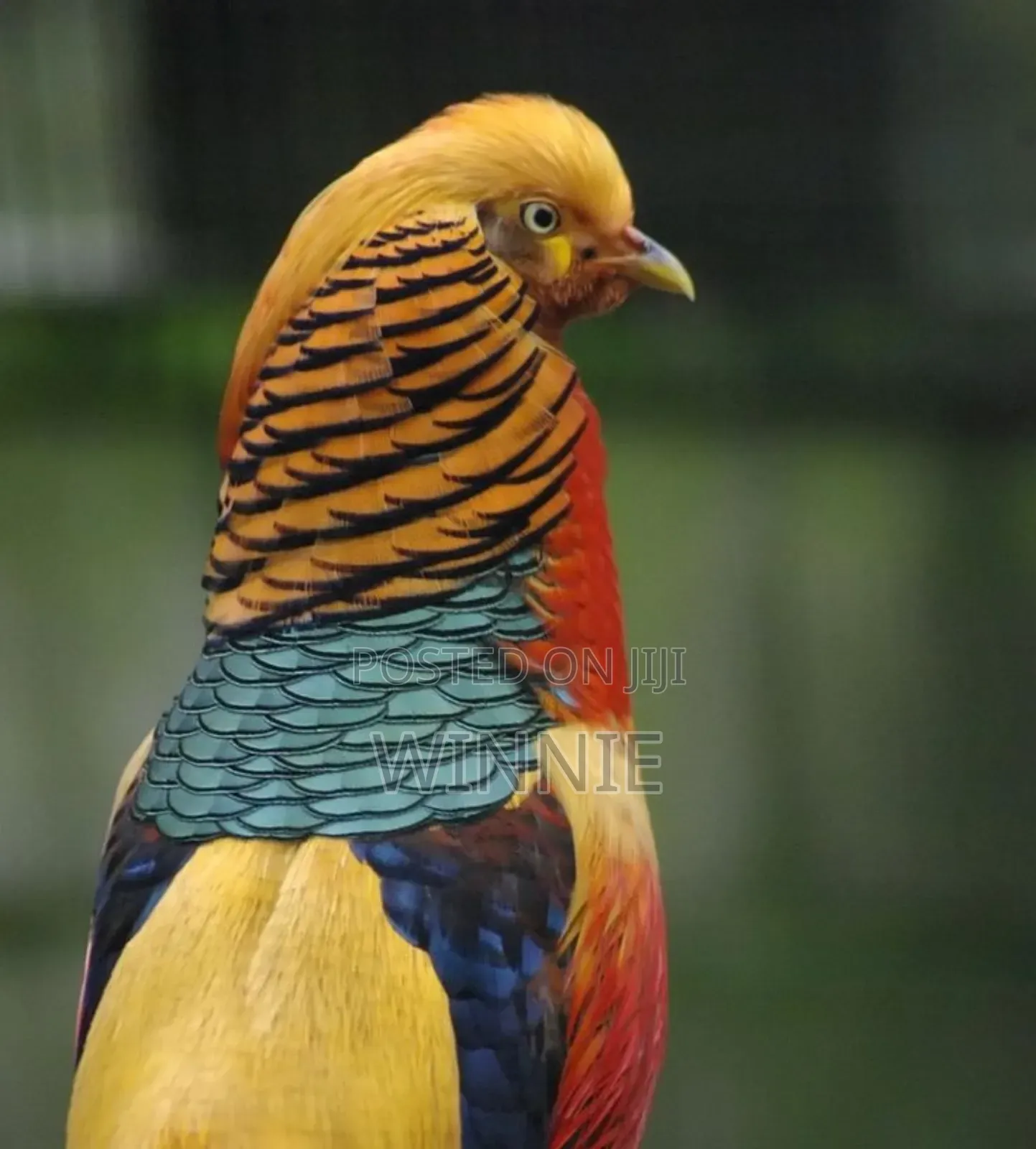 Red Golden Phesants