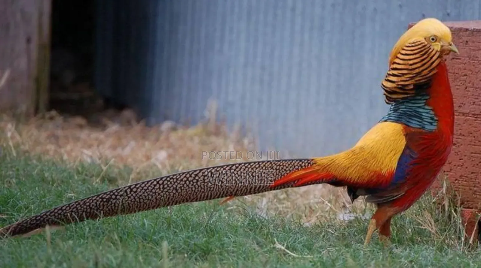 Red Golden Phesants