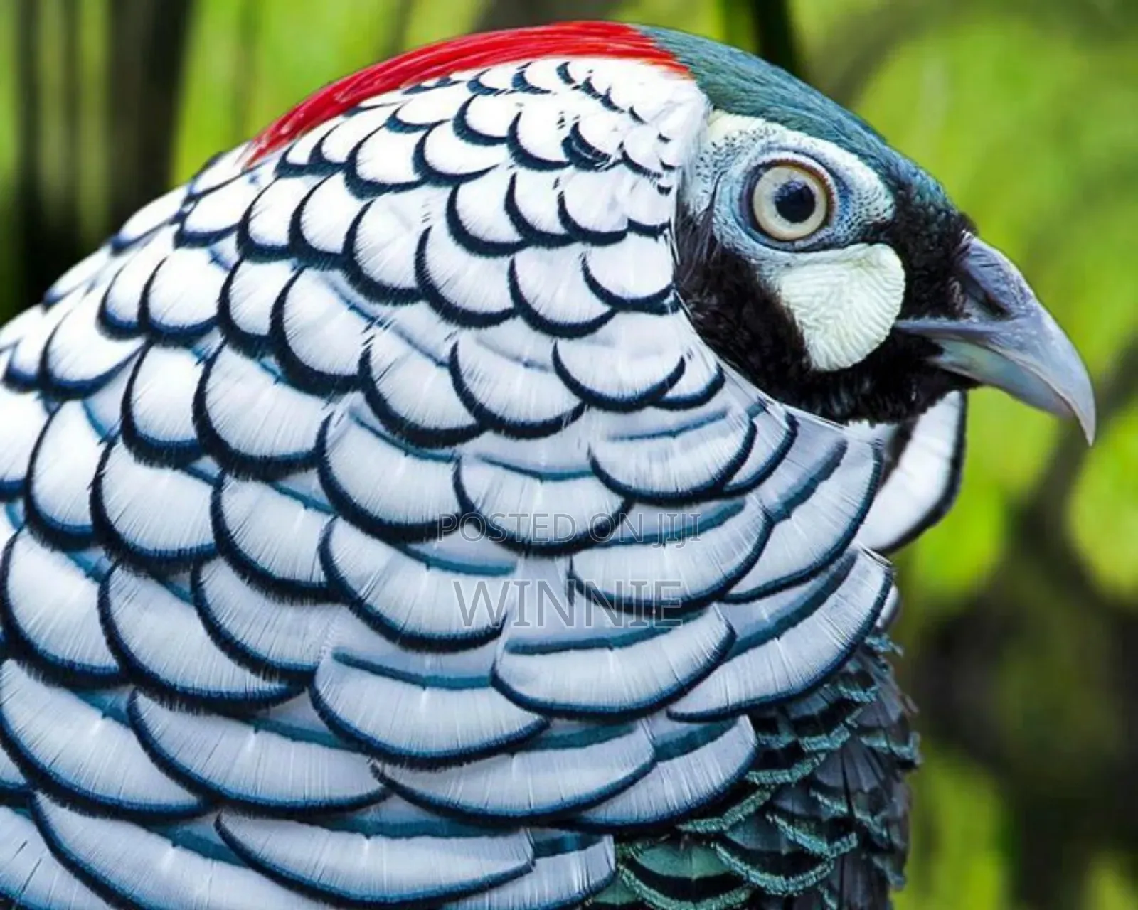 Lady Amherst's Pheasant