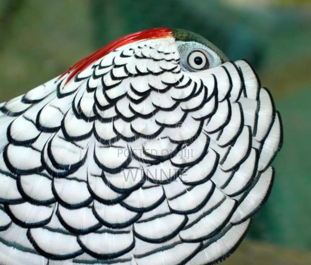 Lady Amherst's Pheasant - main view