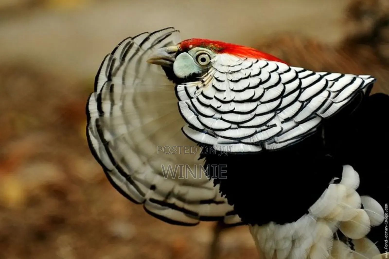 Lady Amherst's Pheasant