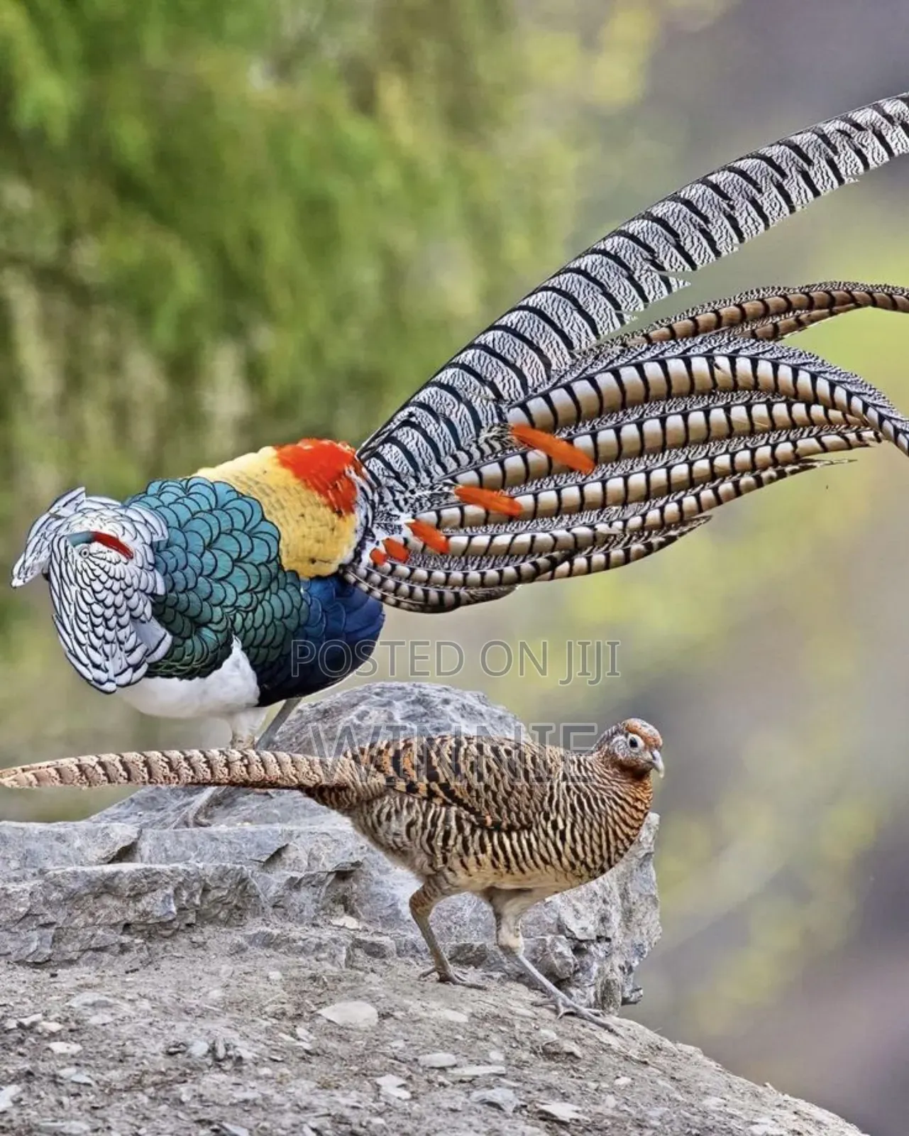 Lady Amherst's Pheasant