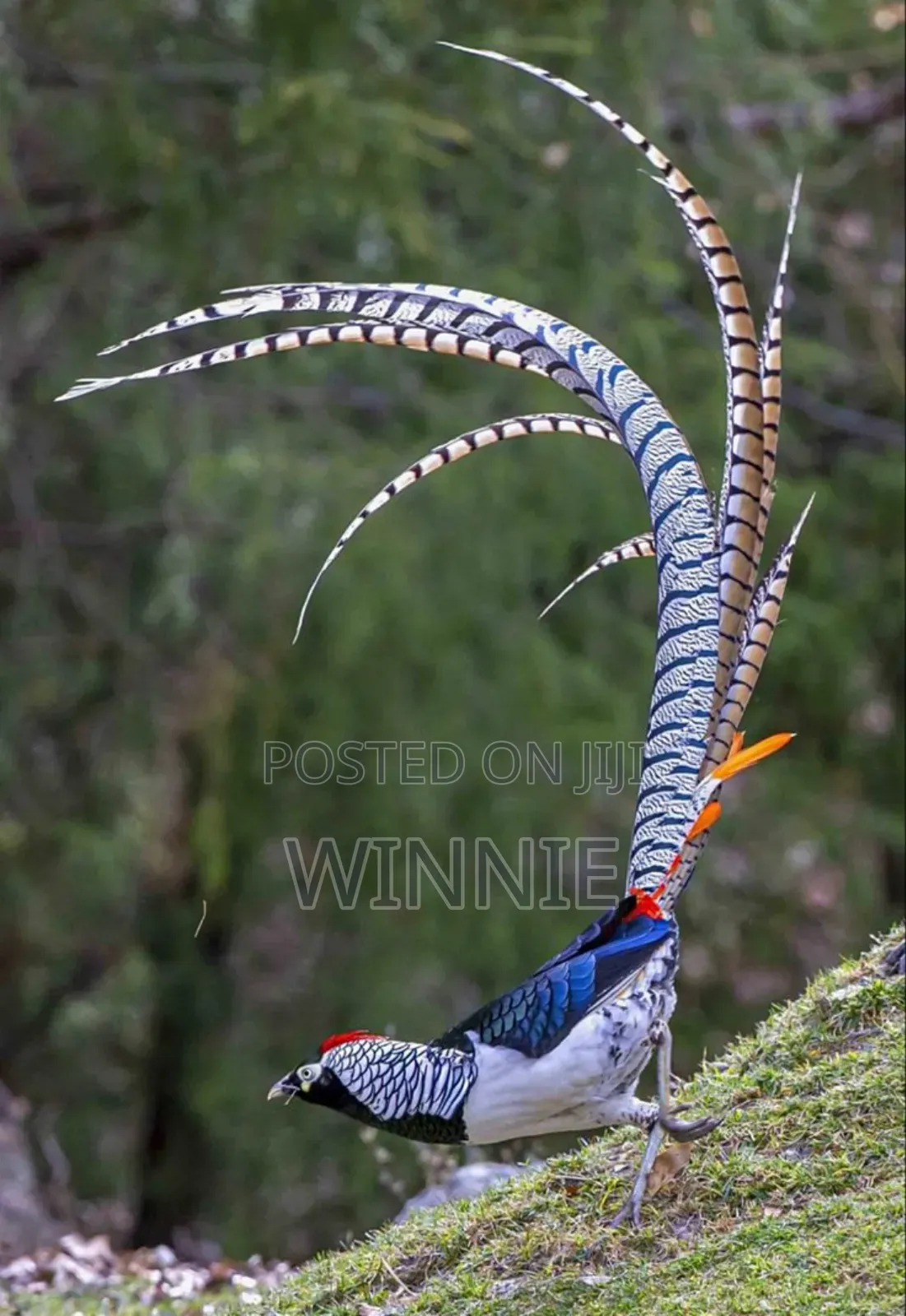Lady Amherst's Pheasant