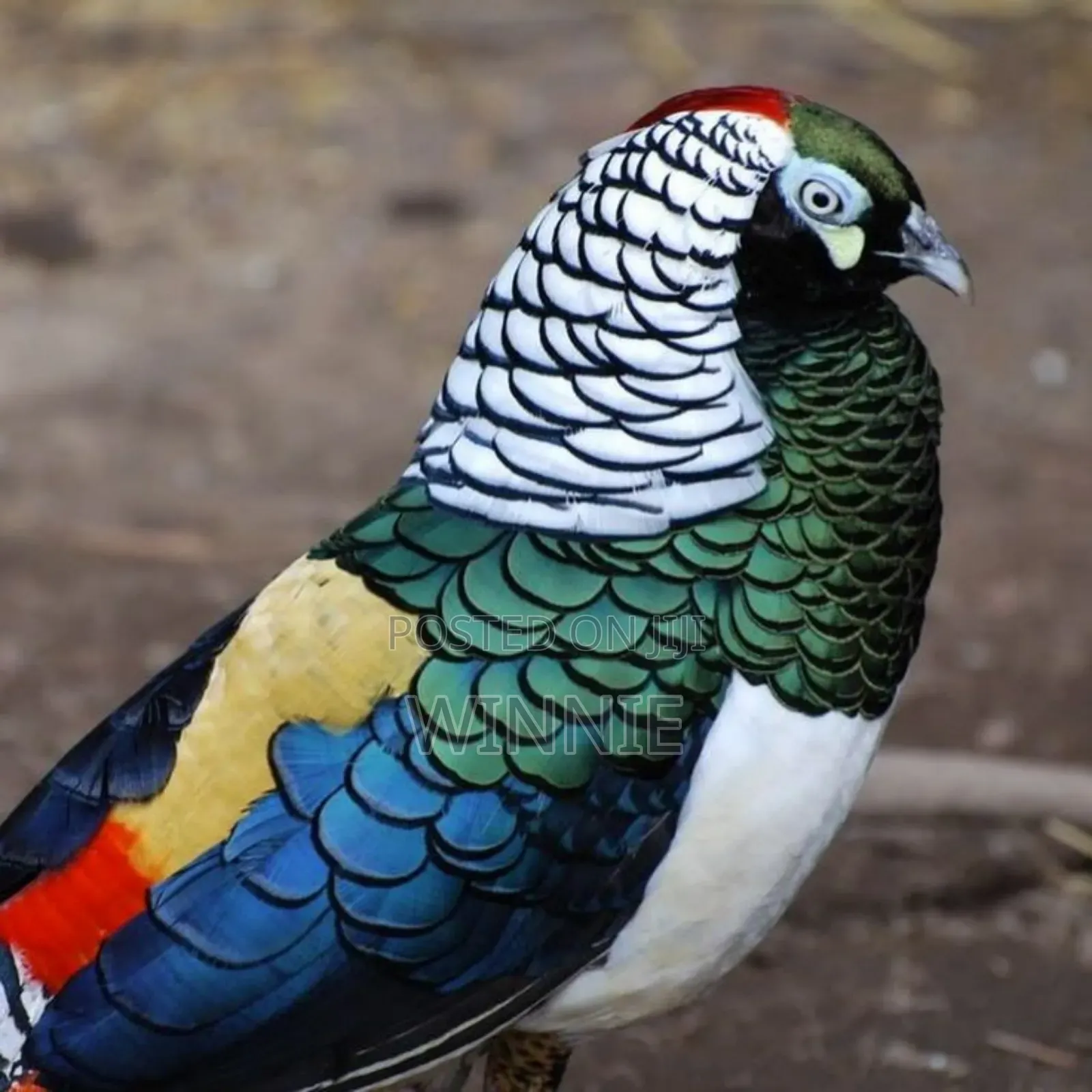 Lady Amherst's Pheasant