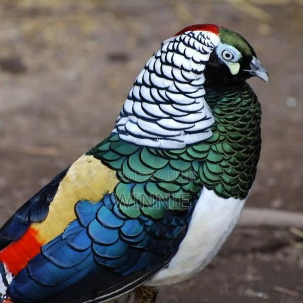 Lady Amherst's Pheasant - thumbnail 10