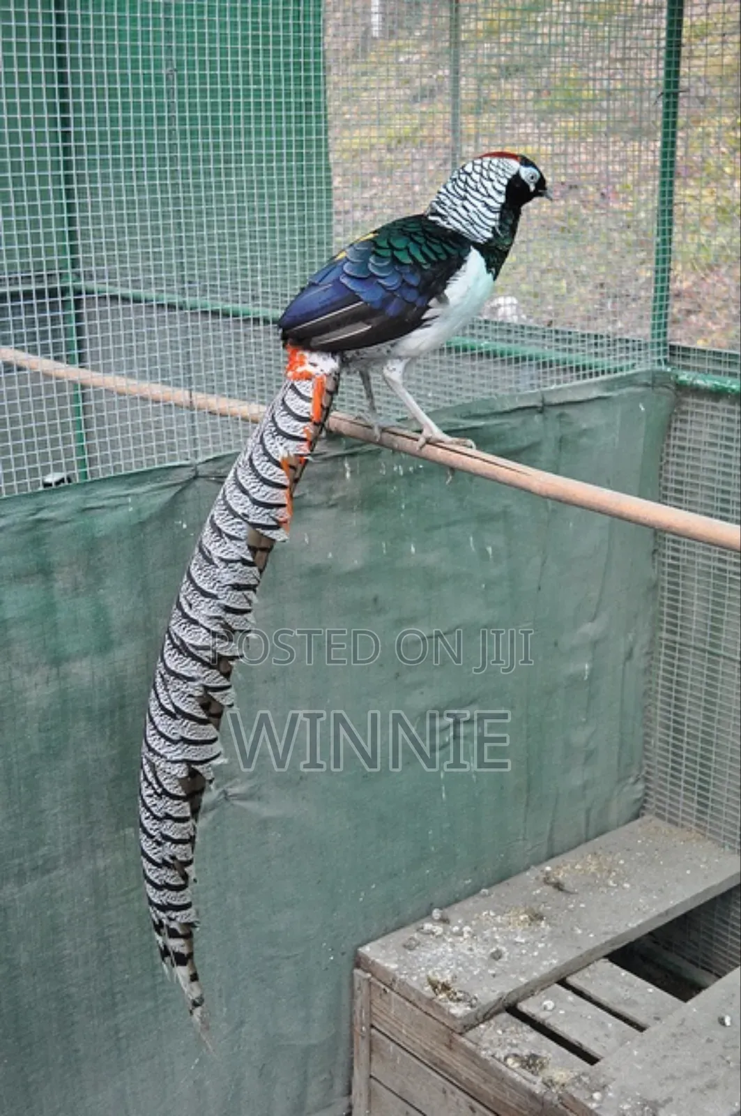 Lady Amherst's Pheasant