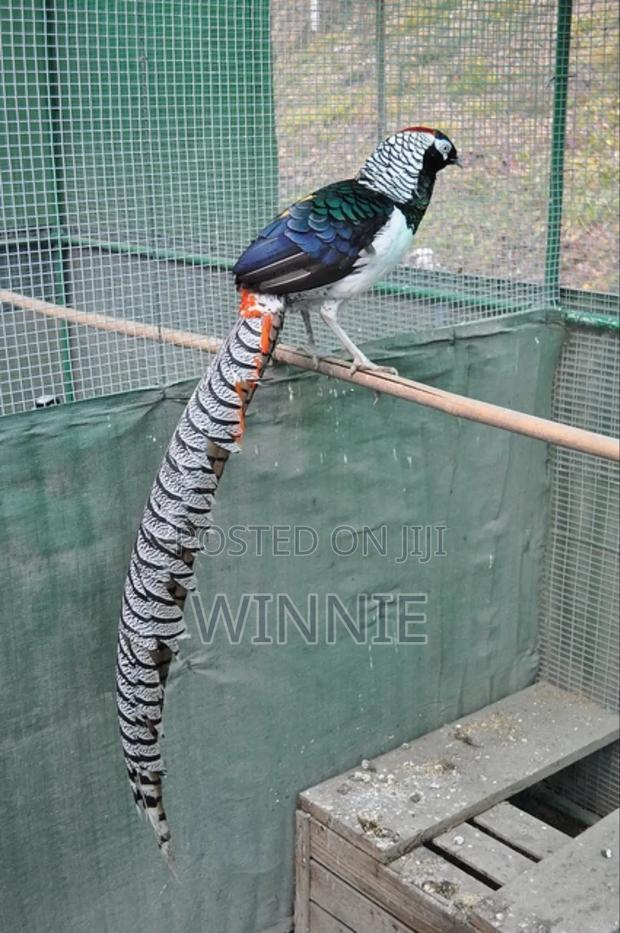 Lady Amherst's Pheasant - thumbnail 6