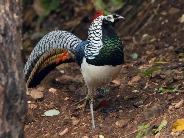 Lady Amherst's Pheasant - thumbnail 5