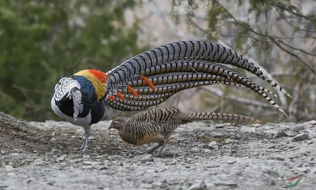 Lady Amherst's Pheasant - thumbnail 11