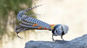 Lady Amherst's Pheasant
