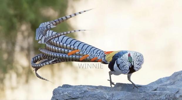 Lady Amherst's Pheasant - thumbnail 3
