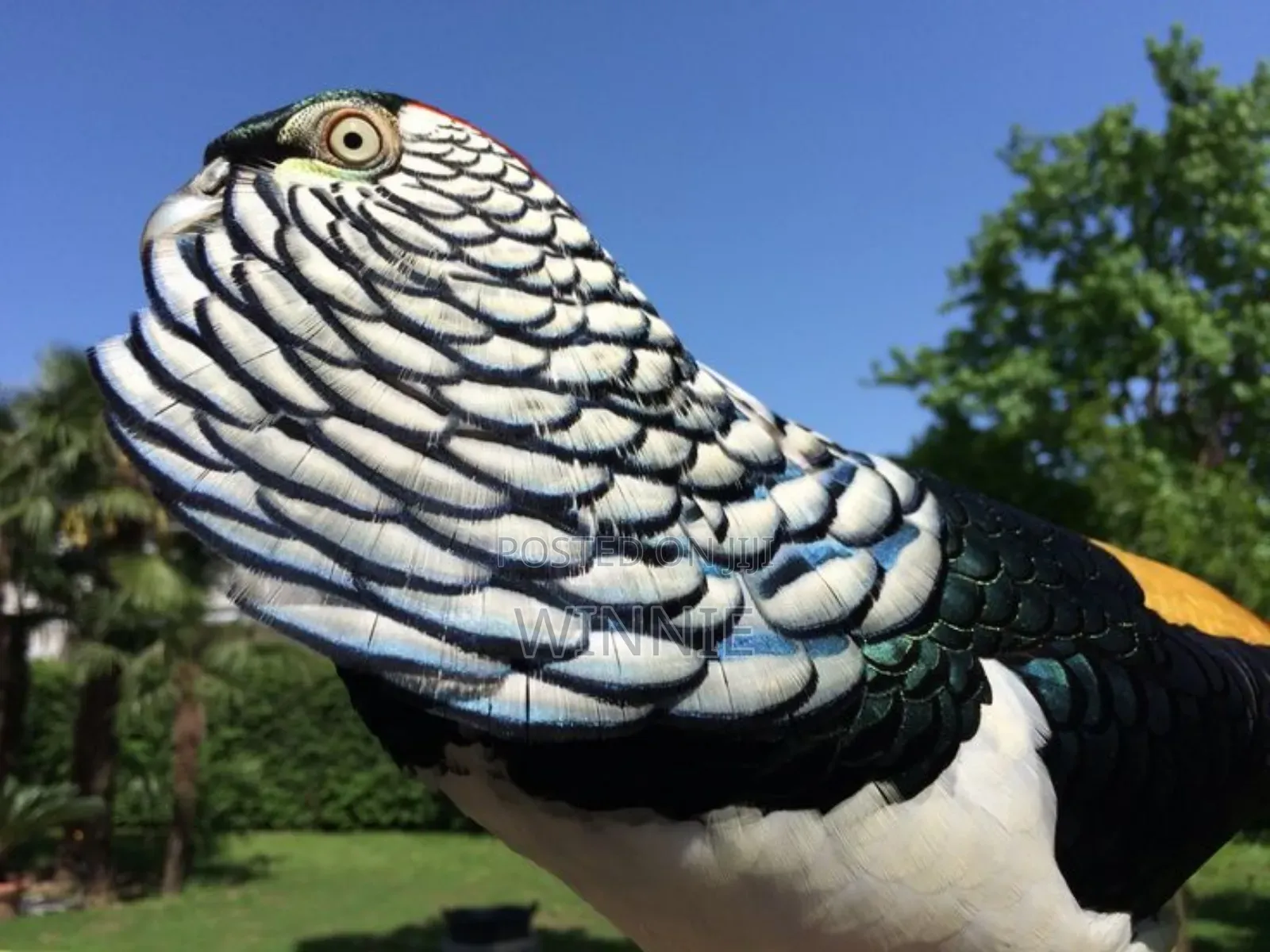 Lady Amherst's Pheasant