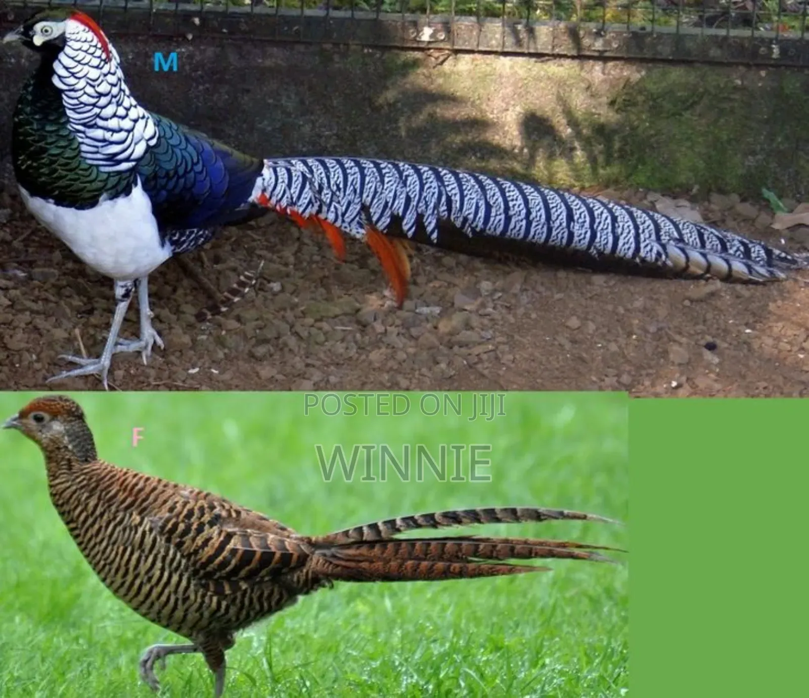 Lady Amherst's Pheasant