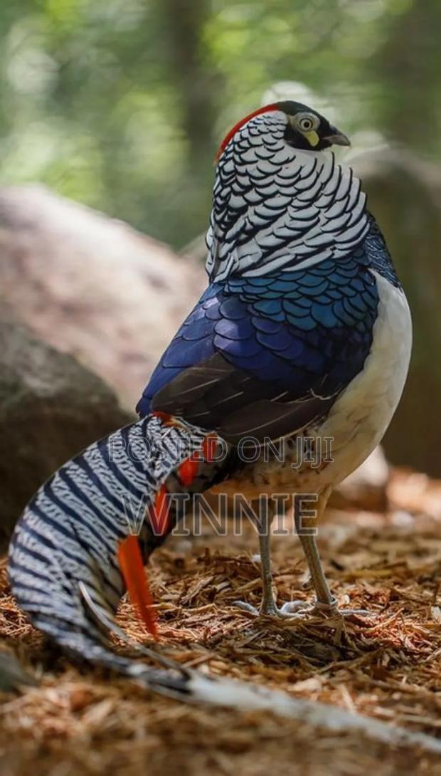 Lady Amherst's Pheasant - thumbnail 14