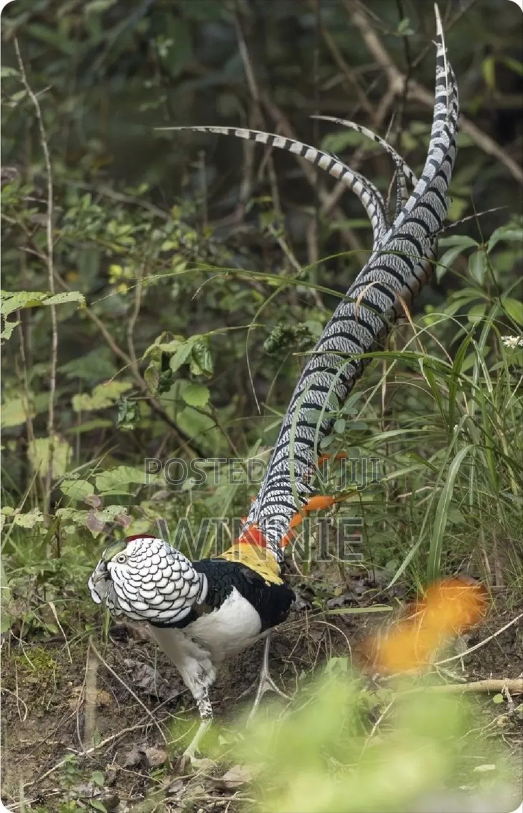 Lady Amherst's Pheasant