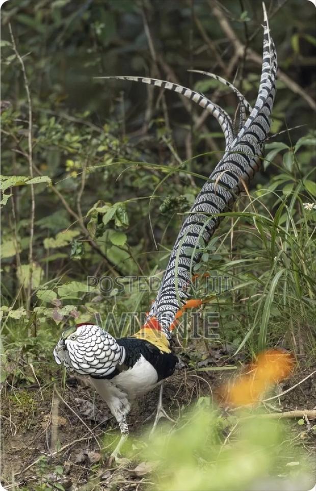 Lady Amherst's Pheasant - thumbnail 15