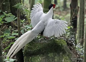 Silver Phesants