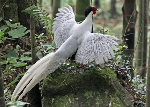 Silver Phesants - thumbnail 3