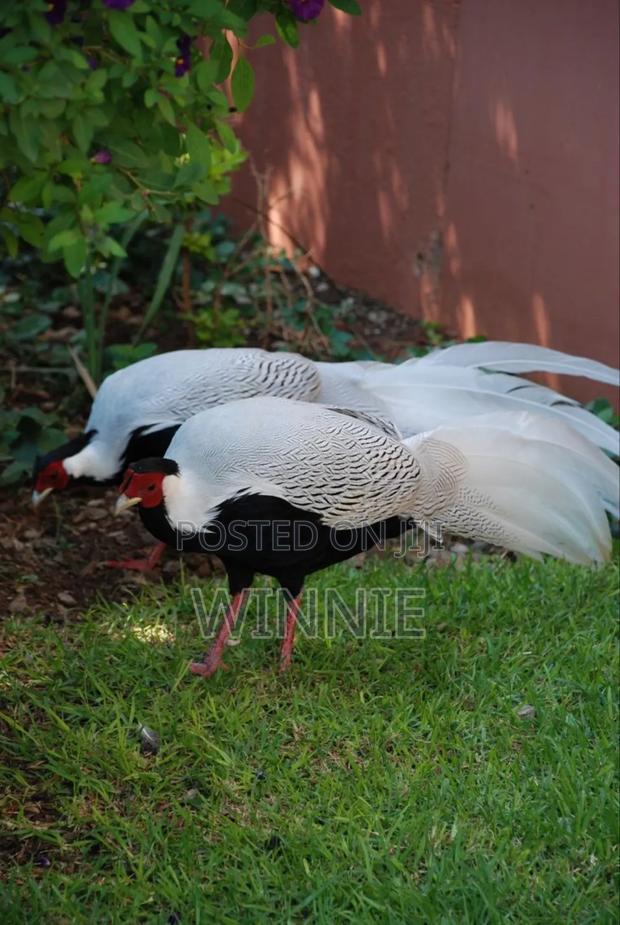 Silver Phesants - thumbnail 4