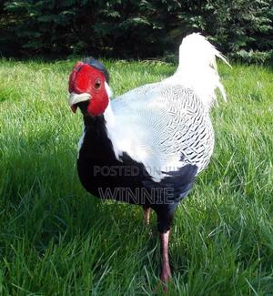 Silver Phesants - thumbnail 2