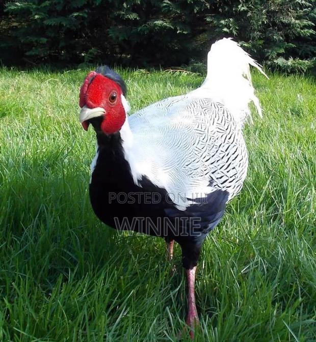 Silver Phesants - main view