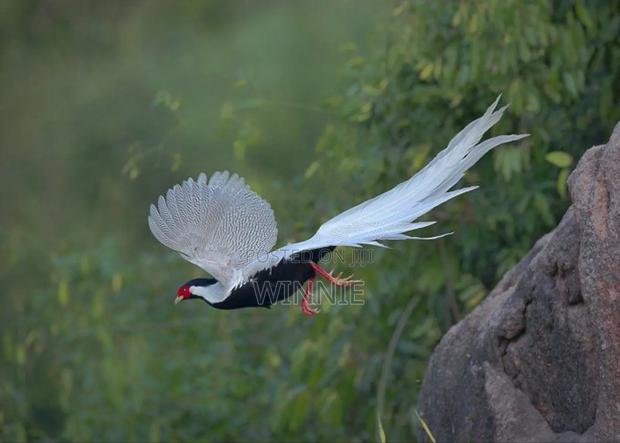 Silver Phesants - thumbnail 5