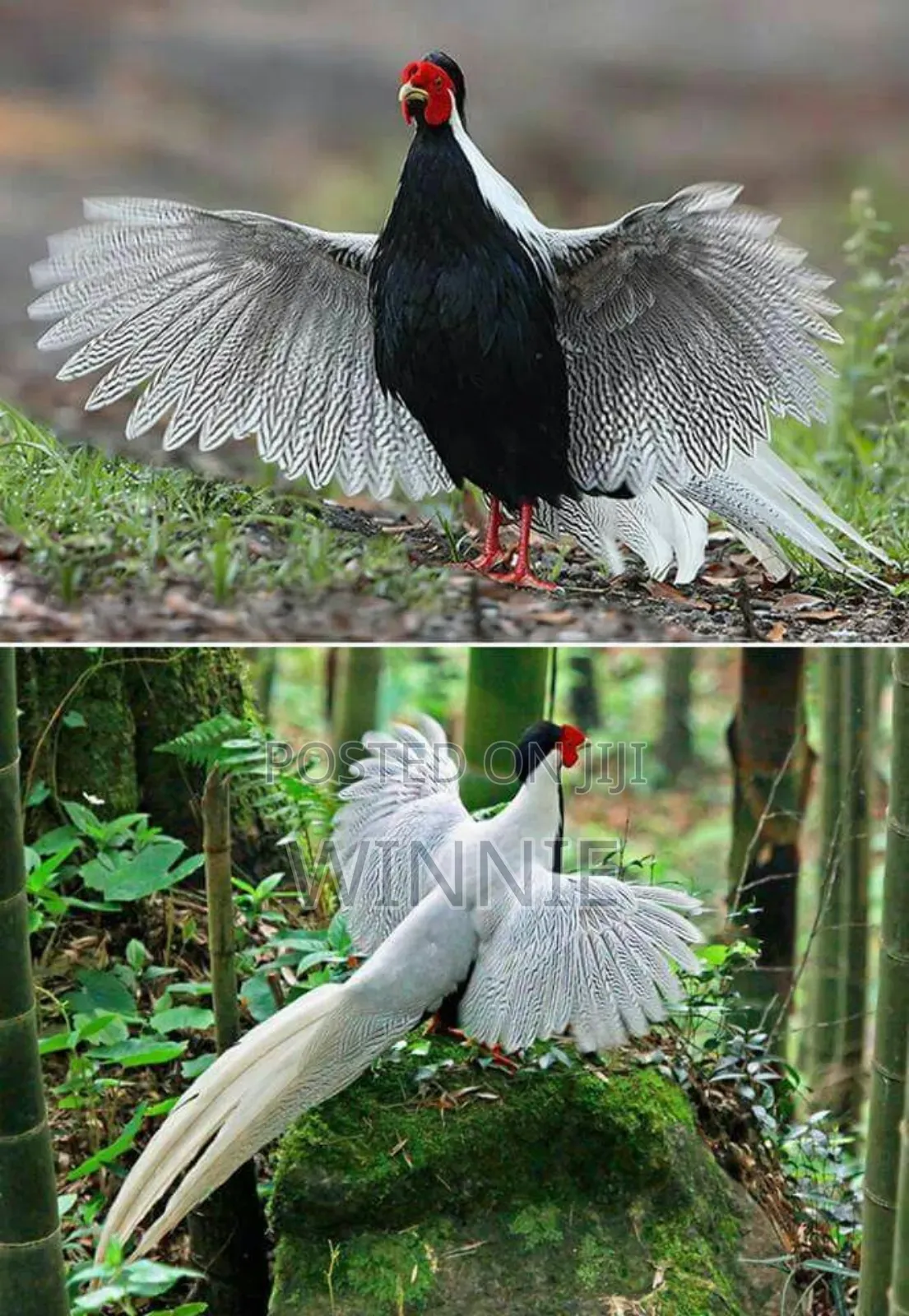 Silver Phesants