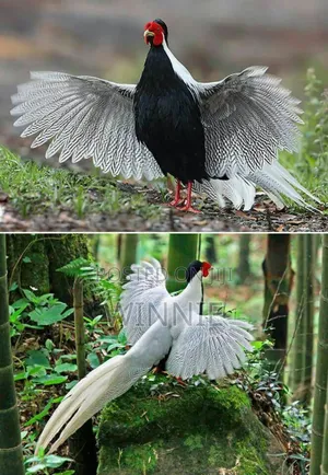Silver Phesants