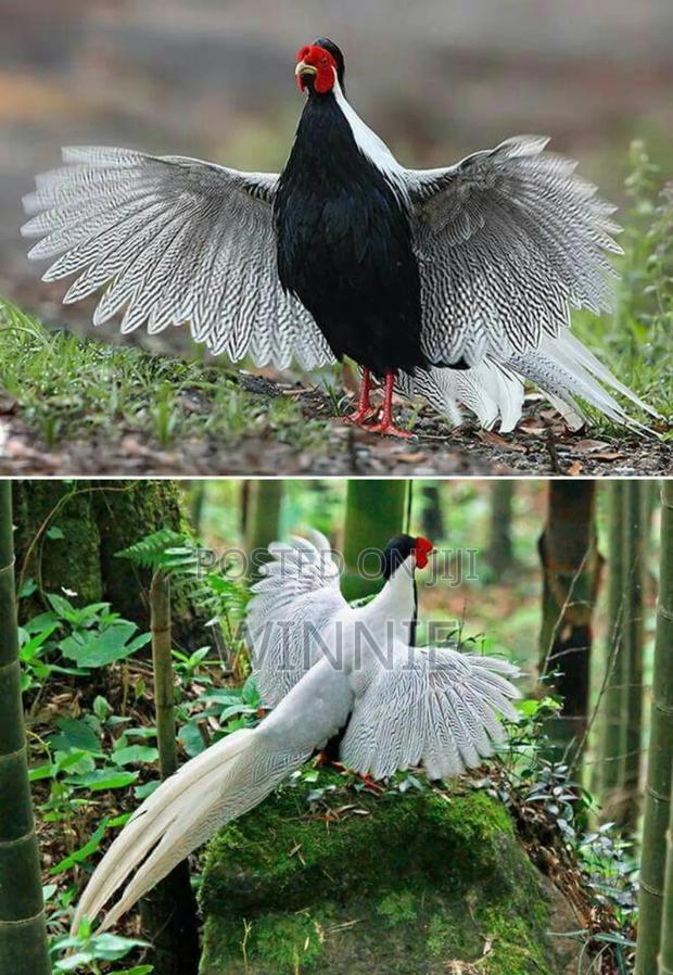 Silver Phesants - thumbnail 6