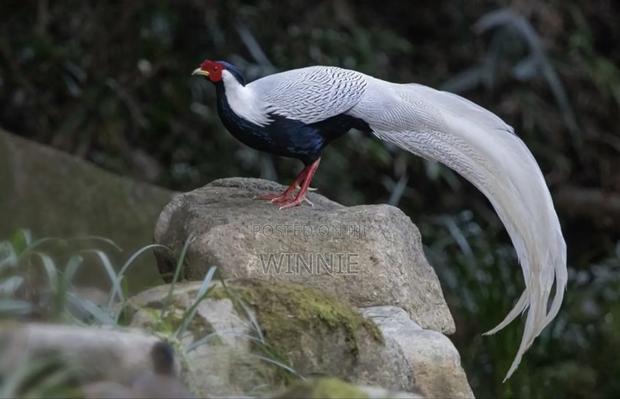 Silver Phesants - thumbnail 7