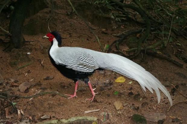 Silver Phesants - thumbnail 9