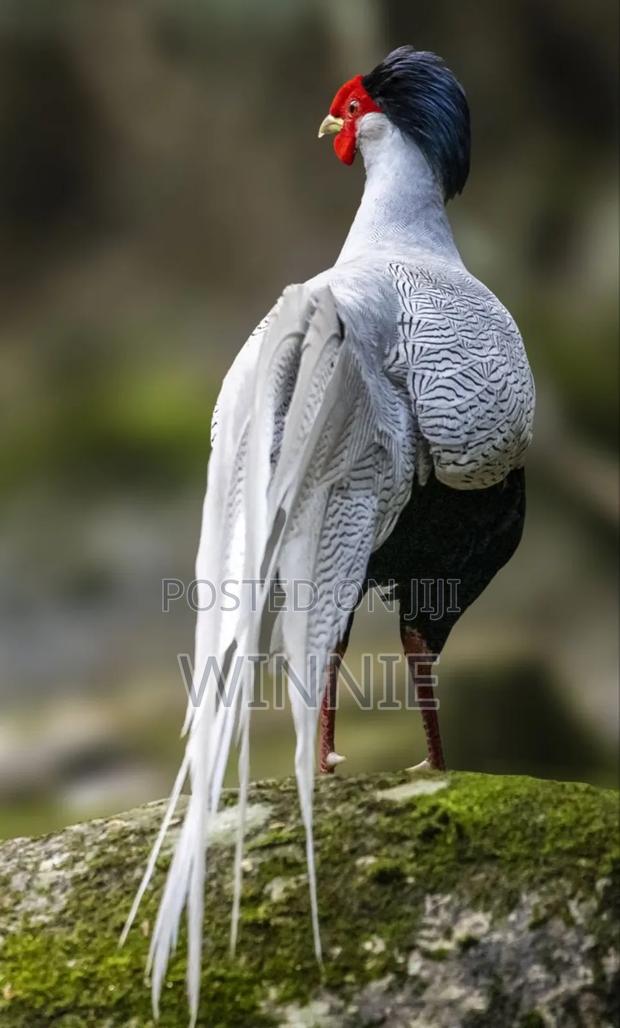 Silver Phesants - thumbnail 10