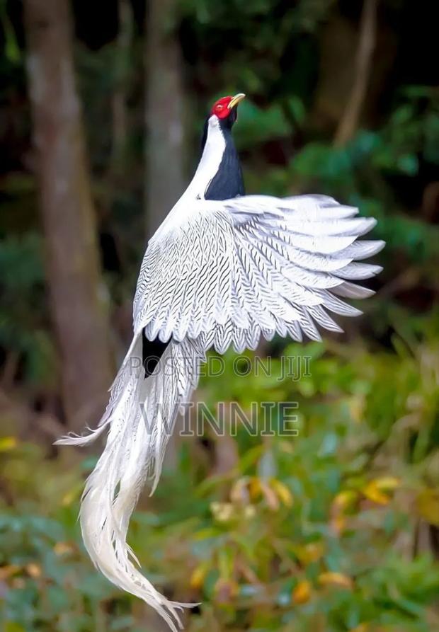 Silver Phesants - thumbnail 11