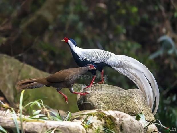 Silver Phesants - thumbnail 13