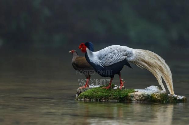 Silver Phesants - thumbnail 14