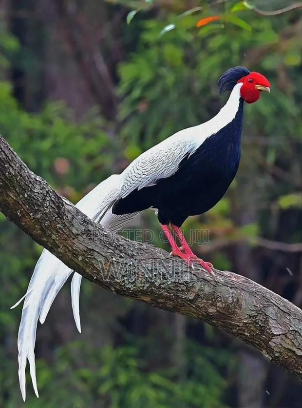 Silver Phesants - thumbnail 15