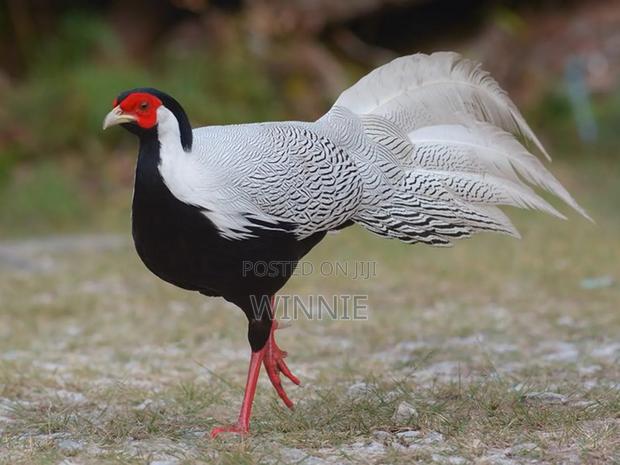 Silver Phesants - thumbnail 16