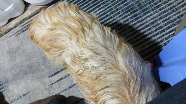 1+ year Female Purebred Japanese Spitz - thumbnail 6