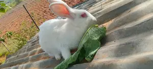 2 Months Old Rabbits