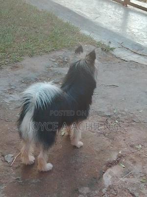 6-12 months Female Mixed Breed Dog - thumbnail 2