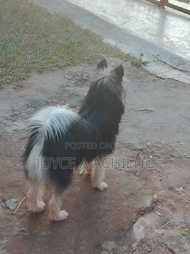 6-12 months Female Mixed Breed Dog - main view