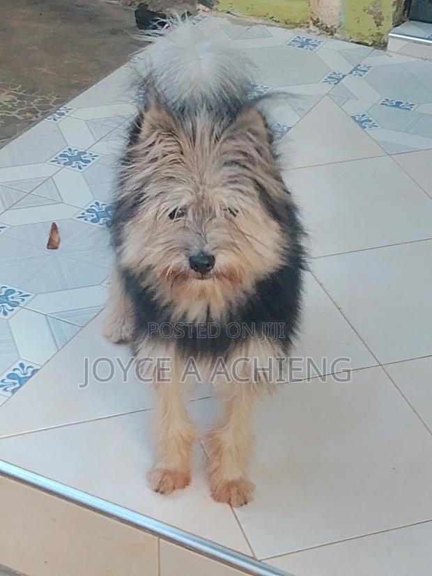 6-12 months Female Mixed Breed Dog - thumbnail 3